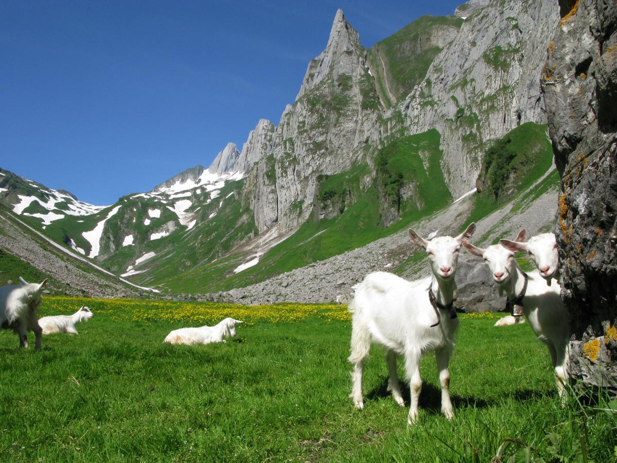 Hotel Landhaus Saentis Herisau Eksteriør bilde